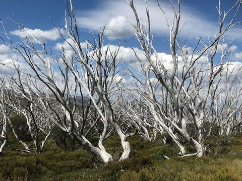 Alpine Aspects - Queensland Tourism 37
