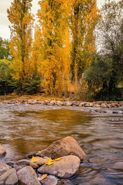 Alpine Aspects - Queensland Tourism 6