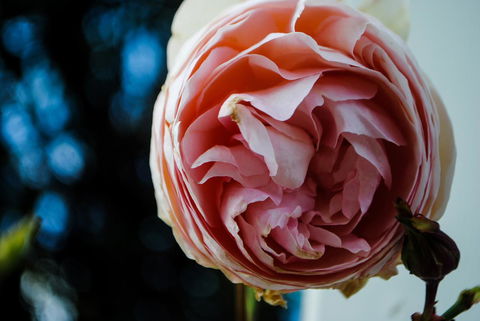 Bed Of Roses - QLD Tourism 36