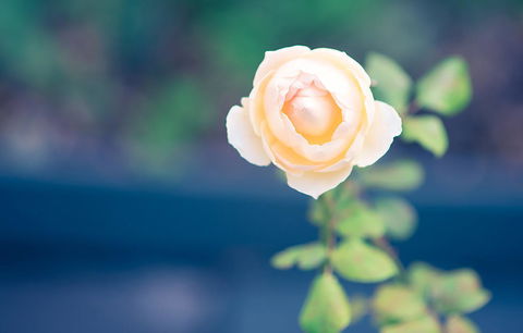 Bed Of Roses - QLD Tourism 14