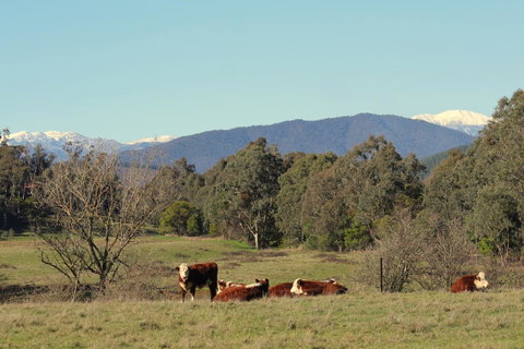 3 Bells Alpine Cottage - QLD Tourism 21
