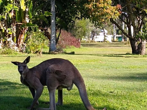 Lake Weyba Noosa Lodge & Kangaroos - QLD Tourism 24