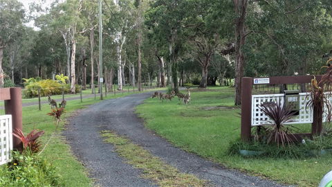Lake Weyba Noosa Lodge & Kangaroos - QLD Tourism 42