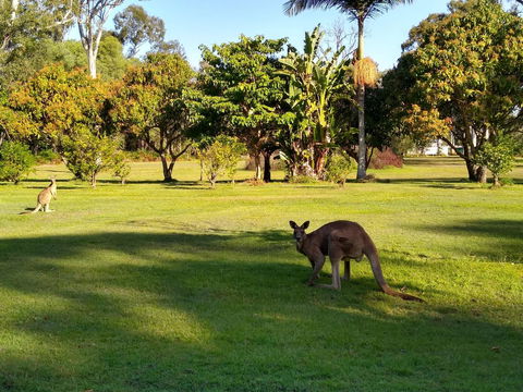 Lake Weyba Noosa Lodge & Kangaroos - QLD Tourism 8