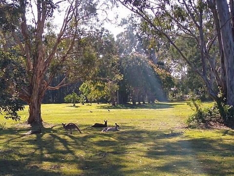 Lake Weyba Noosa Lodge & Kangaroos - QLD Tourism 4