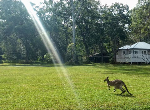 Lake Weyba Noosa Lodge & Kangaroos - QLD Tourism 26