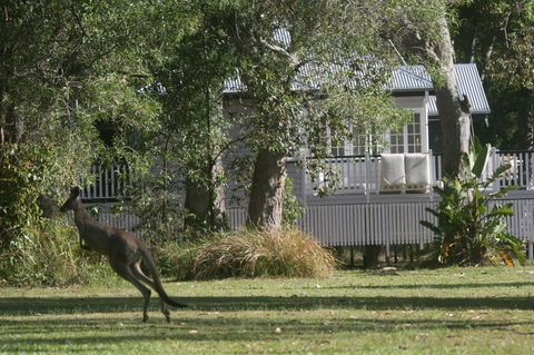 Lake Weyba Noosa Lodge & Kangaroos - QLD Tourism 31