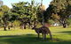 Lake Weyba Noosa Lodge & Kangaroos - thumb 35