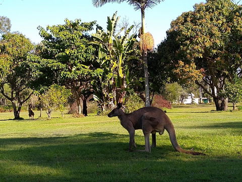 Lake Weyba Noosa Lodge & Kangaroos - QLD Tourism 35