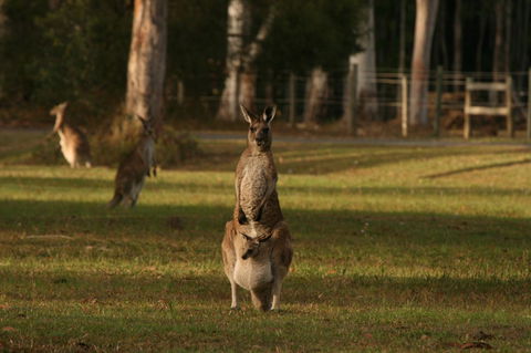 Lake Weyba Noosa Lodge & Kangaroos - QLD Tourism 16