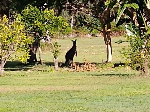 Lake Weyba Noosa Lodge & Kangaroos - QLD Tourism 29