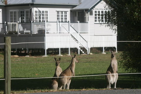 Lake Weyba Noosa Lodge & Kangaroos - QLD Tourism 28