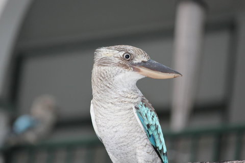 Amaroo On Mandalay, Magnetic Island - Queensland Tourism 28