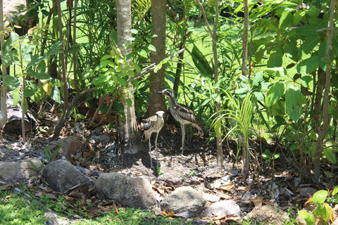 Amaroo On Mandalay, Magnetic Island - Queensland Tourism 40