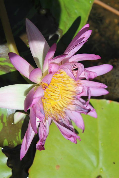 Amaroo On Mandalay, Magnetic Island - Queensland Tourism 41