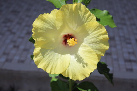 Amaroo On Mandalay, Magnetic Island - Queensland Tourism 43