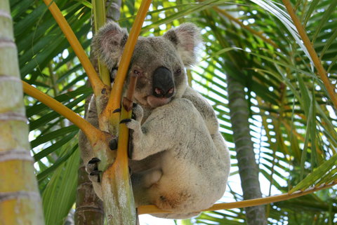 Amaroo On Mandalay, Magnetic Island - Queensland Tourism 44