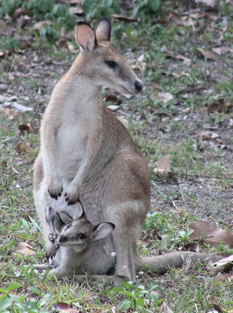 Airlie Beach Eco Cabins - Adults Only - Queensland Tourism 40