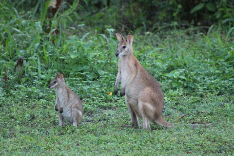 Airlie Beach Eco Cabins - Adults Only - Queensland Tourism 16