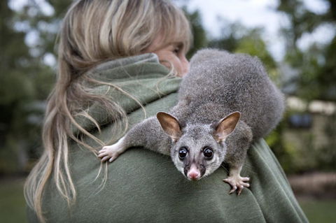 Airlie Beach Eco Cabins - Adults Only - Queensland Tourism 3