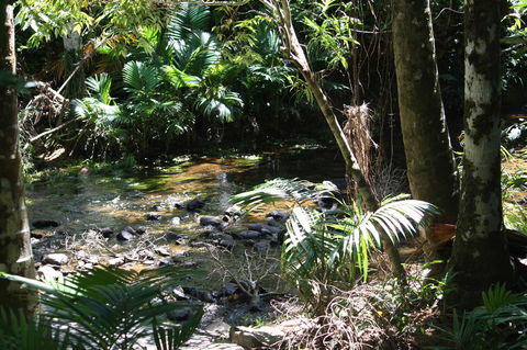 Boutique Bungalows - QLD Tourism 18