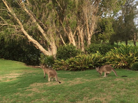 Waterfront Resort Villa With Buggy - QLD Tourism 19