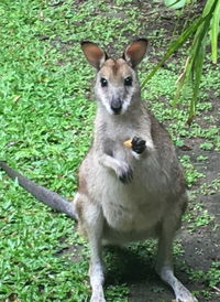 Bluewater Bed  Breakfast Cairns