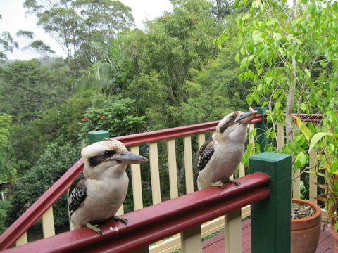 Shasta Place - QLD Tourism 12