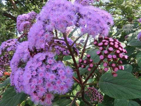 Shasta Place - QLD Tourism 8