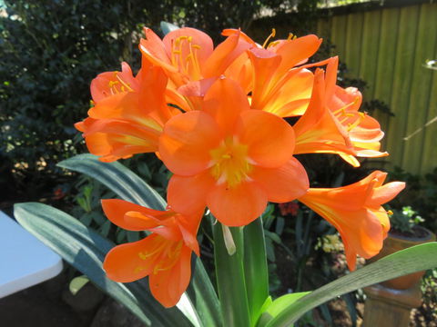 Shasta Place - QLD Tourism 10