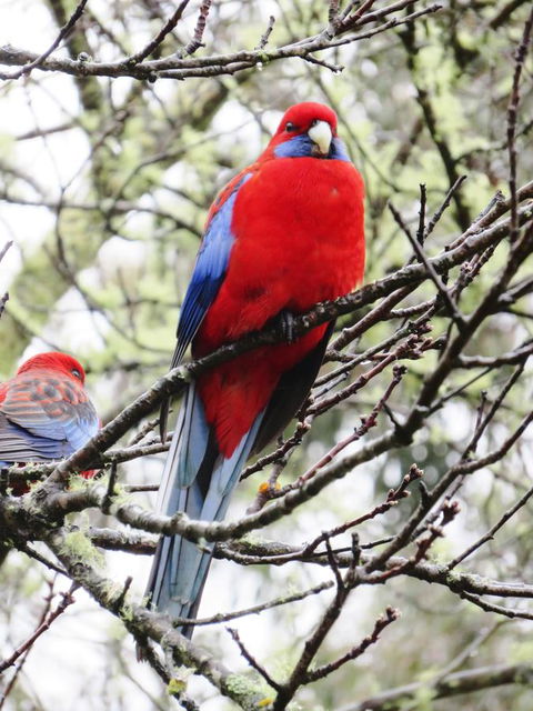 Shasta Place - QLD Tourism 13