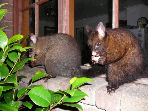 Wind Song Bed & Breakfast - QLD Tourism 2