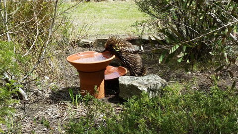 Wind Song Bed & Breakfast - QLD Tourism 3