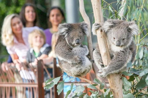 A 3BR Apt Next To Melbourne Zoo FREE Parking - QLD Tourism 2