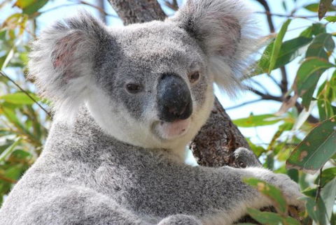 AFFORDABLE ISLAND ESCAPE! Queen Studio, Nelly Bay - Queensland Tourism 2