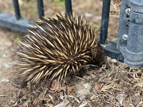 Alma Alma - Queensland Tourism 1