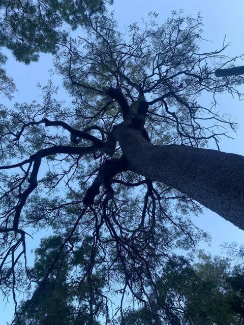 Alma Alma - Queensland Tourism 3