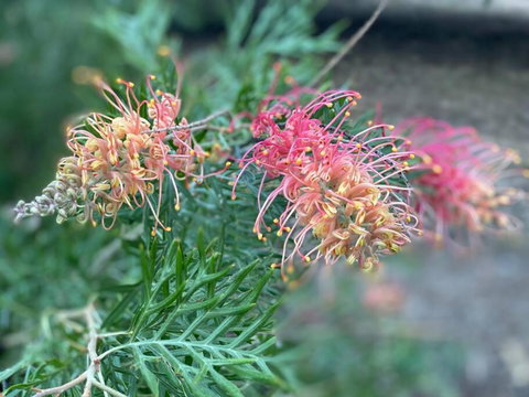 Alma Alma - Queensland Tourism 4