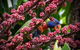 Daintree Manor B&B - thumb 4
