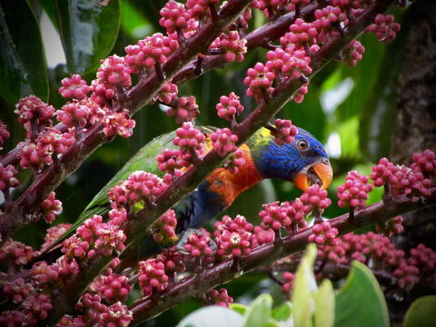 Daintree Manor B&B - Queensland Tourism 4