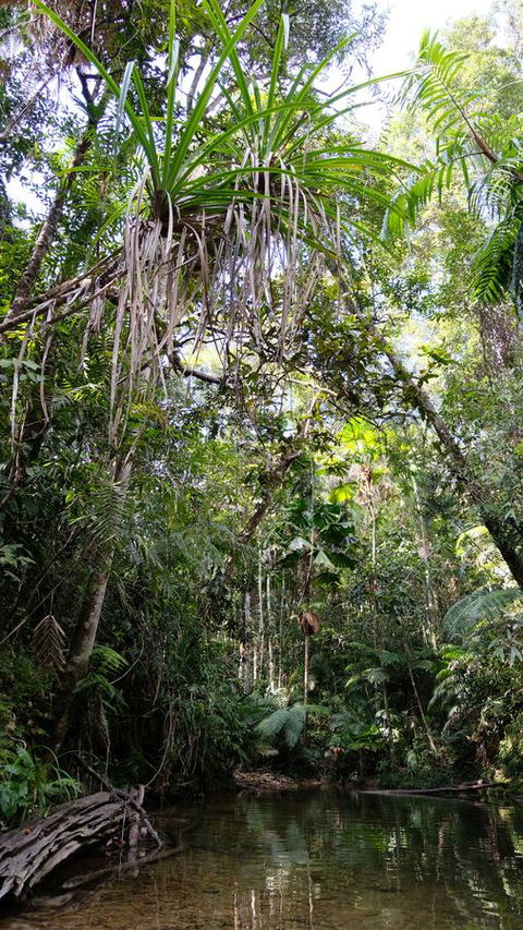 Daintree Manor B&B - Queensland Tourism 7