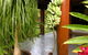 Daintree Manor B&B - thumb 10