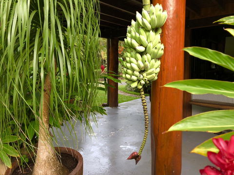 Daintree Manor B&B - Queensland Tourism 10