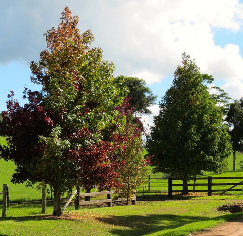 Maleny Springs Farm - QLD Tourism 26