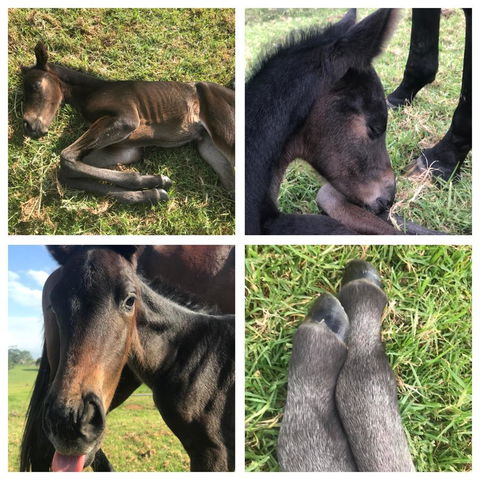 Maleny Springs Farm - QLD Tourism 29