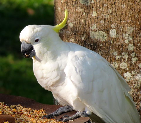 Maleny Springs Farm - QLD Tourism 40