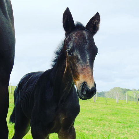 Maleny Springs Farm - QLD Tourism 12