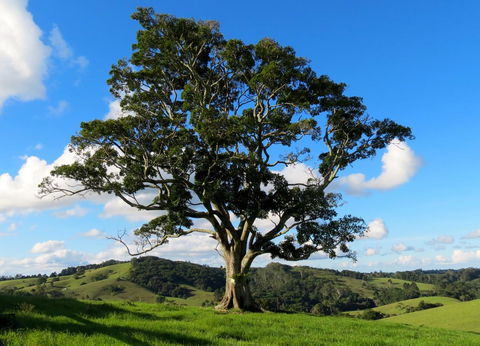 Maleny Springs Farm - QLD Tourism 32