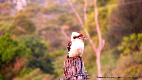 Maleny Springs Farm - QLD Tourism 25
