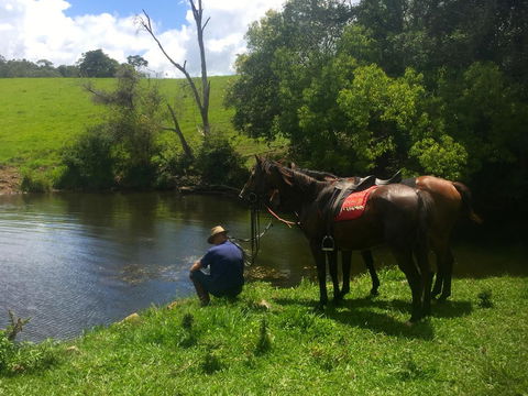 Maleny Springs Farm - QLD Tourism 36